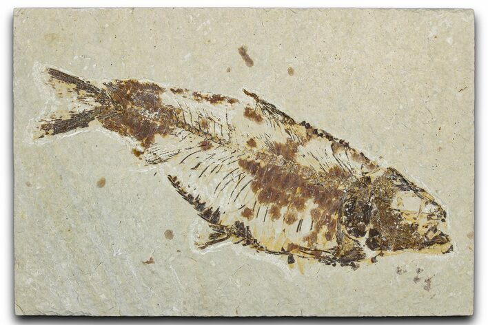 Detailed Fossil Fish (Knightia alta) - Wyoming #344734